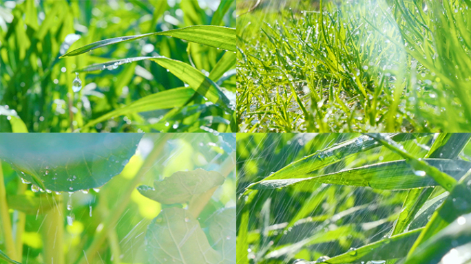 【原创可商用】农作物灌溉雨季下雨叶尖水珠