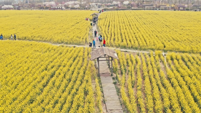 生态观光园油菜花大景