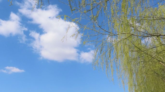 蓝天白云春柳