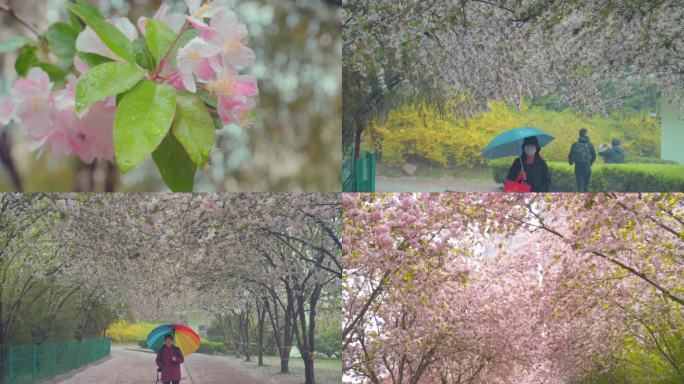 4K最美雨天海棠花-小雨樱花微风公园清新