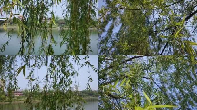 河边垂柳柳树