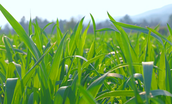 【4K原创可商用】小麦苗茁壮成长生态农业