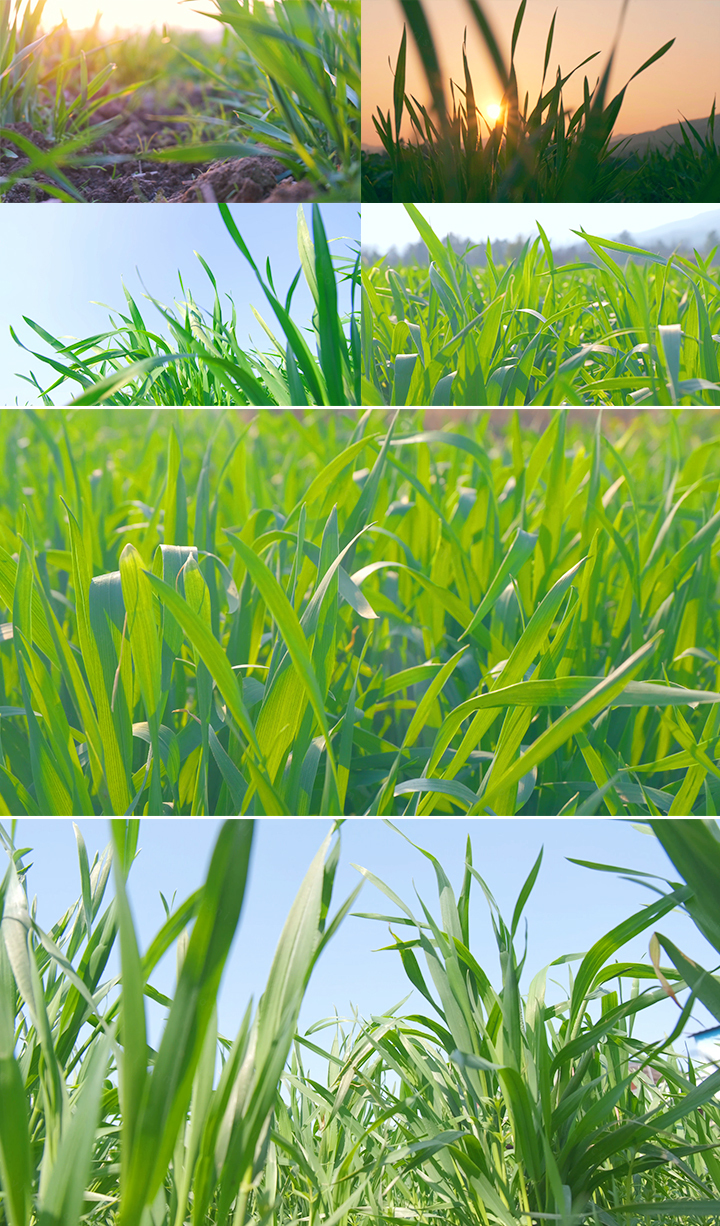 【4K原创可商用】小麦苗茁壮成长生态农业