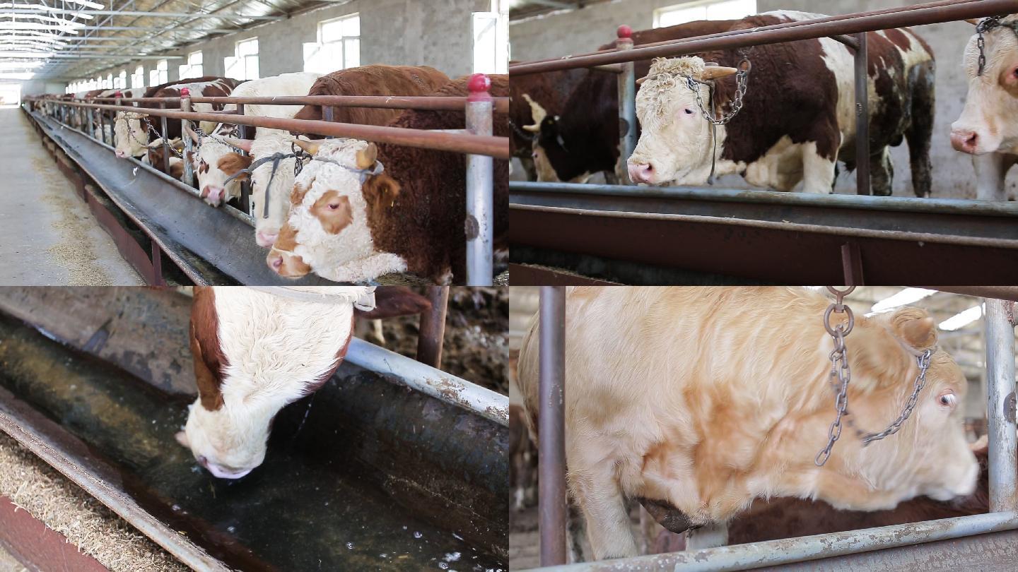 养牛厂房，规模饲养养殖黄牛肉牛
