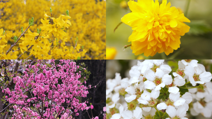 迎春花-野菊-红花檵木-李叶线菊