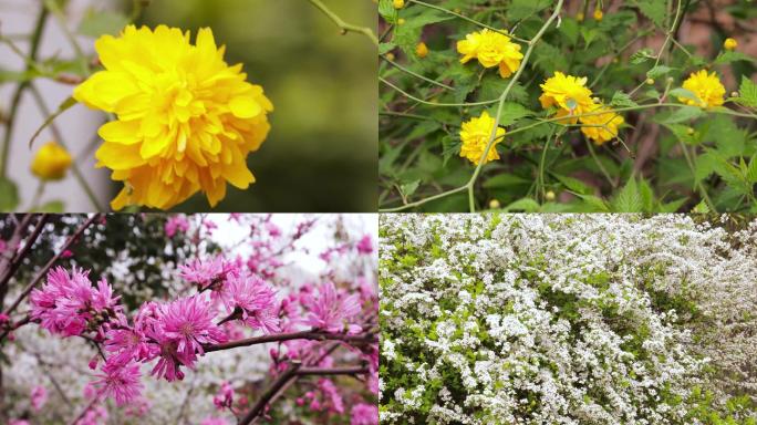 迎春花-野菊-红花檵木-李叶线菊