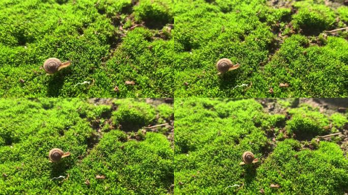 苔藓上爬动的蜗牛，千结虫，蚂蚁