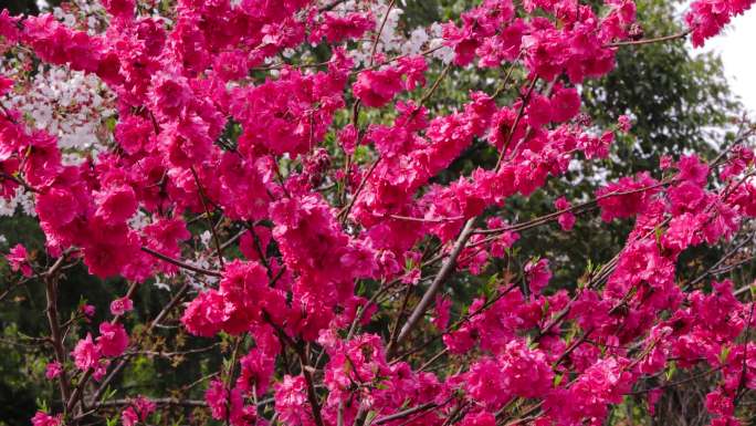 红花重瓣碧桃花