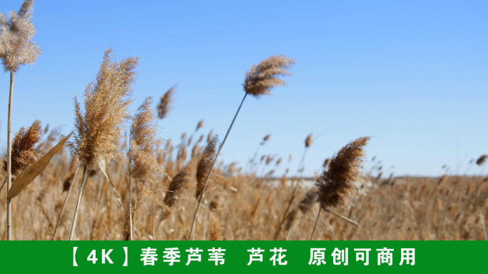 【4K】实拍初春季节的芦苇