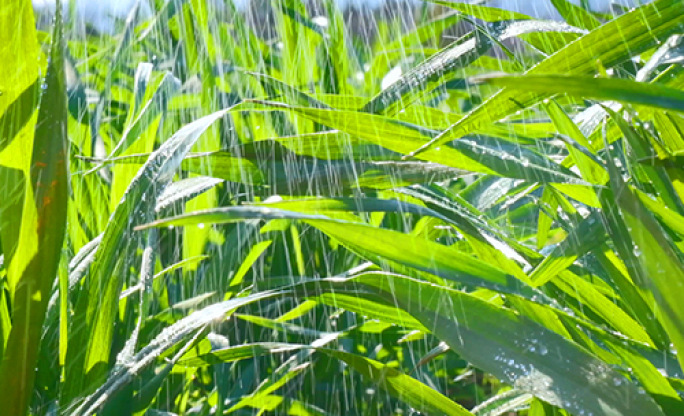 【原创可商用】叶尖水珠农作物灌溉雨季下雨
