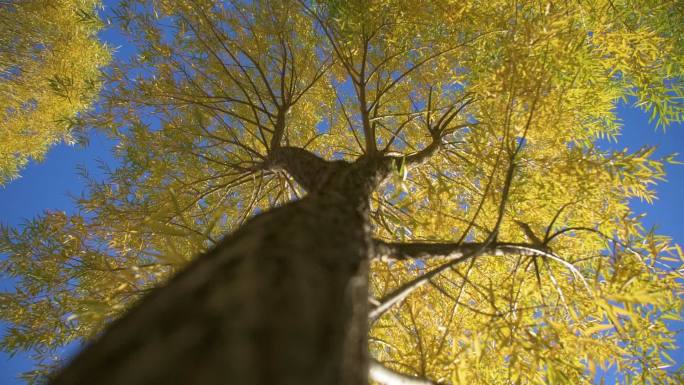 秋天金秋金黄色树木树叶湖边波光粼粼