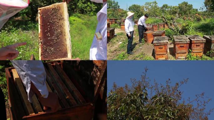 养蜂场蜂农蜜蜂荔枝蜜蜂蜜土蜂蜜
