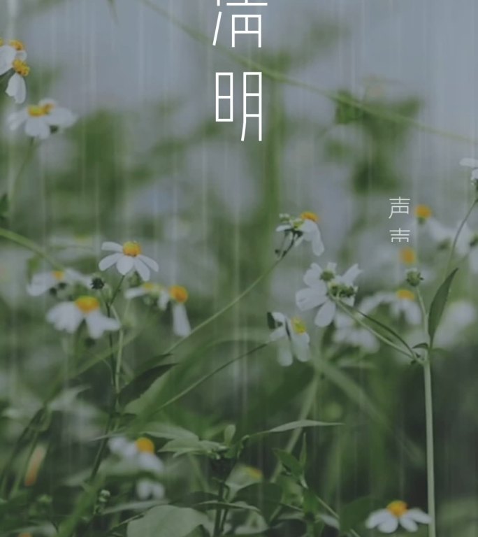 雨中的蝴蝶