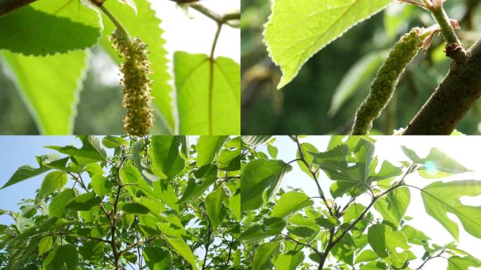 构树花穗_农村野菜