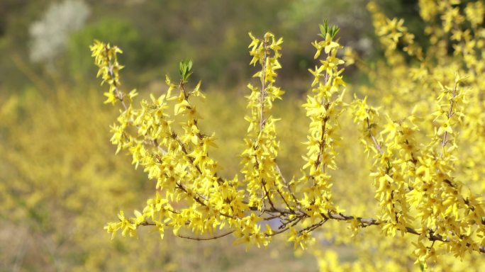 连翘花