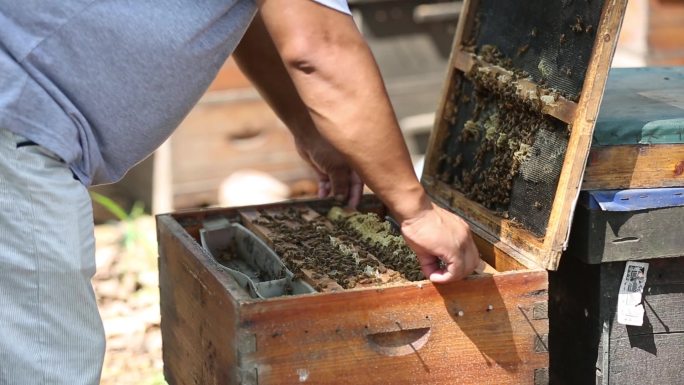 蜂箱养蜂人蜂蜜蜂巢蜂王