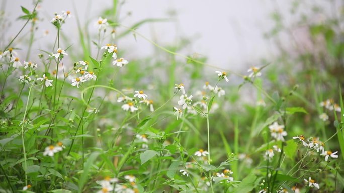 花丛中的蝴蝶