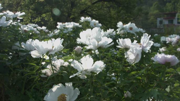 牡丹种植基地航拍特写