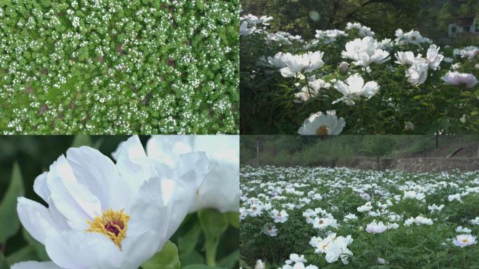 牡丹种植基地航拍特写