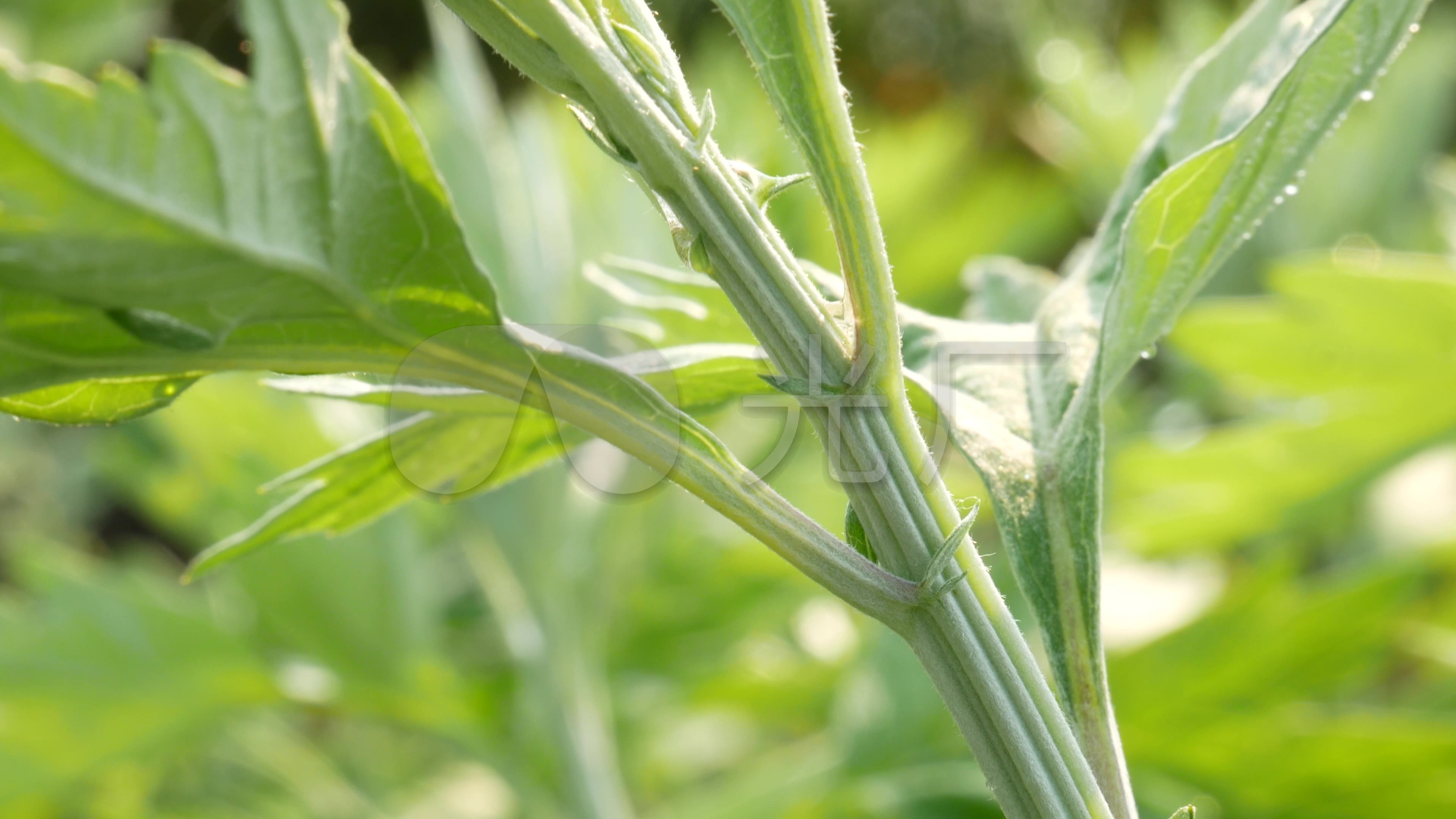 艾草艾叶_中草药_3840X2160_高清视频素材下载(编号:4521925)_实拍视频_光厂(VJ师网) www.vjshi.com