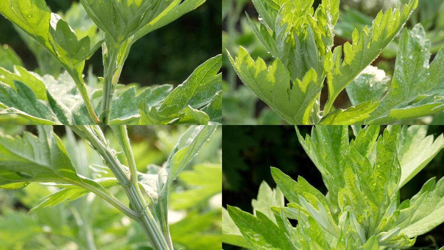 植物艾草高清图片下载-正版图片501230003-摄图网