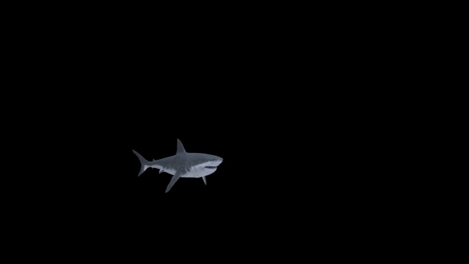 鲨鱼大白鲨带通道海底世界