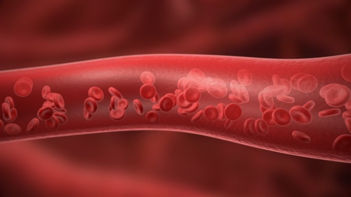 血液流红细胞血管