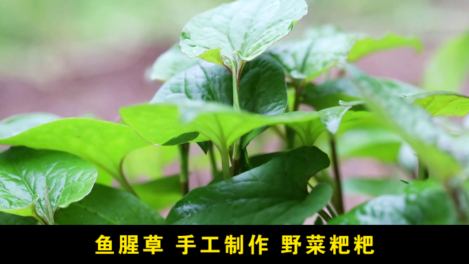 鱼腥草野菜粑粑