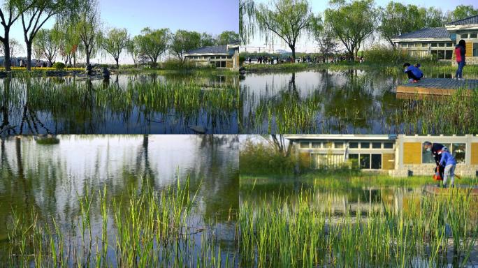 湿地菖蒲湖中倒影水草