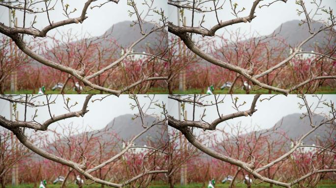 桃花林的树枝