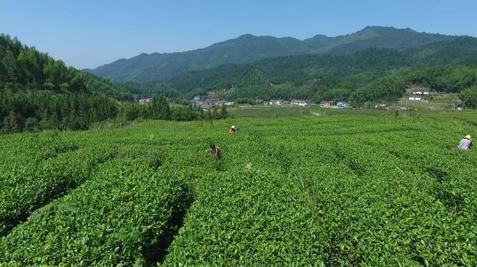 高清茶园视频