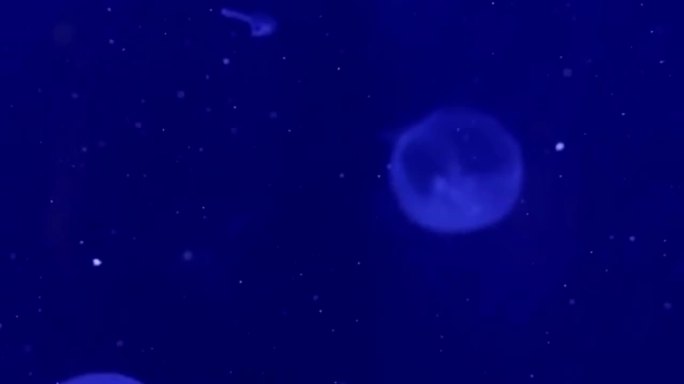 海底水母沉浸式投影视频素材（超宽屏）