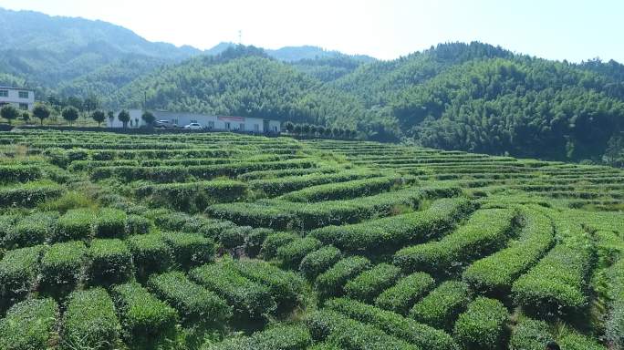 高清茶园视频素材