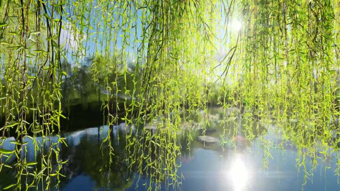 柳树池塘阳光倒影湖边三维动画