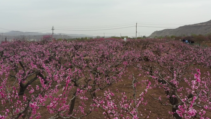 桃花