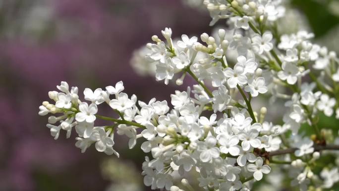 丁香花、蝴蝶、丁香花盛开01