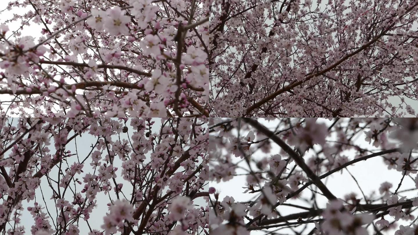 桃花大自然风景