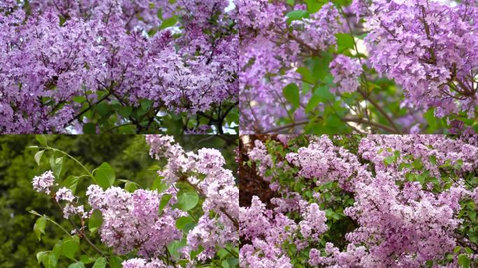 丁香花、紫色花、盛开的丁香花