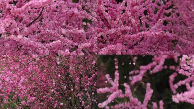 樱花花瓣雨升格120帧100帧拍摄
