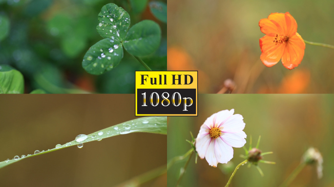 雨后植物叶子上水珠特写【1080P】