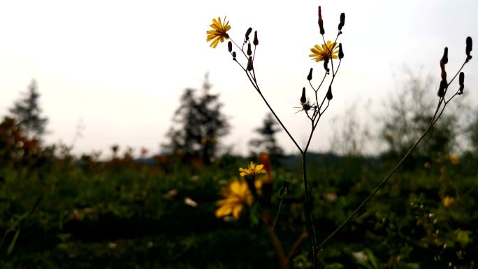 风中摇曳的小黄菊