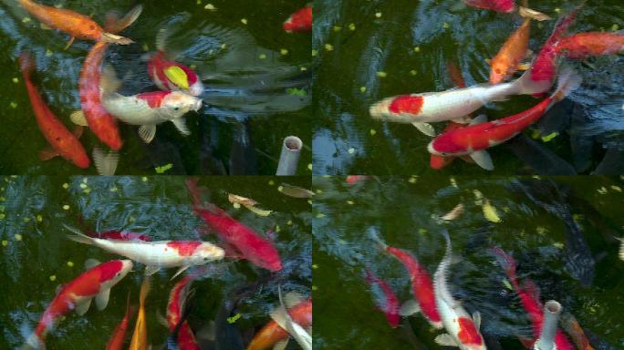 水池里的鲤鱼与浮萍
