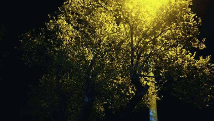 夜景随拍树和路灯