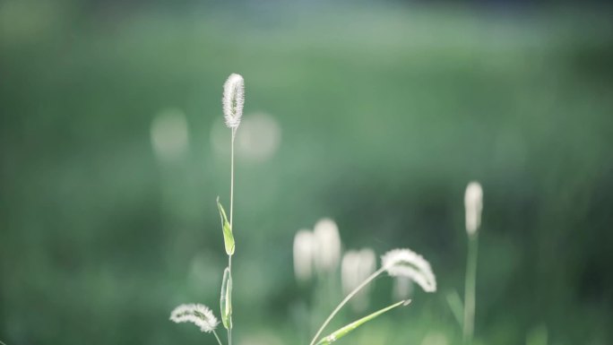 植物静物向日葵叶草野花慢动作升格1080