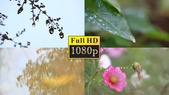 雨后植物叶子上水珠特写【1080P】