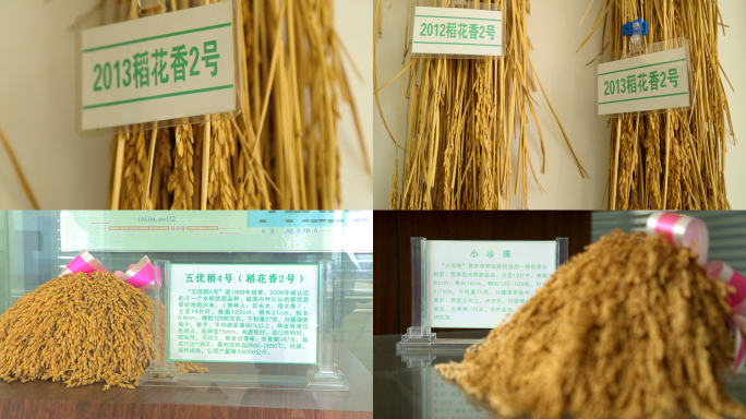 【有版权】各类品种水稻种子标本