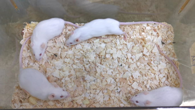4K实验室小白鼠