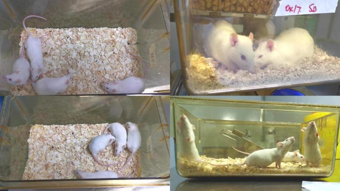 4K实验室小白鼠
