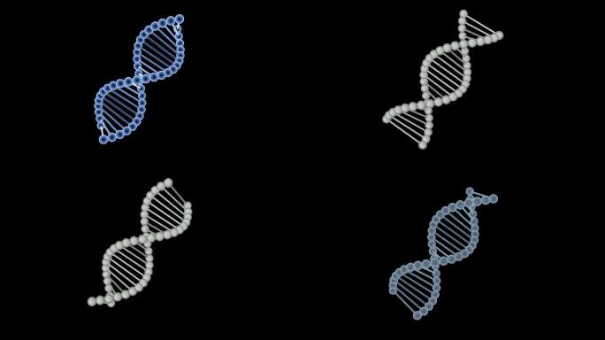 DNA循环旋转3D带通道