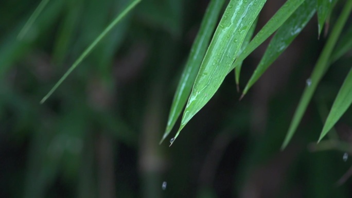 古风意境水珠滴下竹筒流水竹叶清凉雨竹小雨